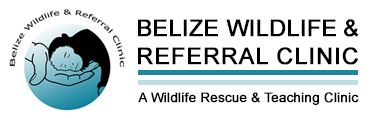 Belize Wildlife & Referral Clinic 