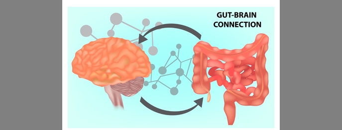 https://www.vetinare.de/media/72/cb/8a/1732899945/W310-Brain-Gut-Connection-2.jpg