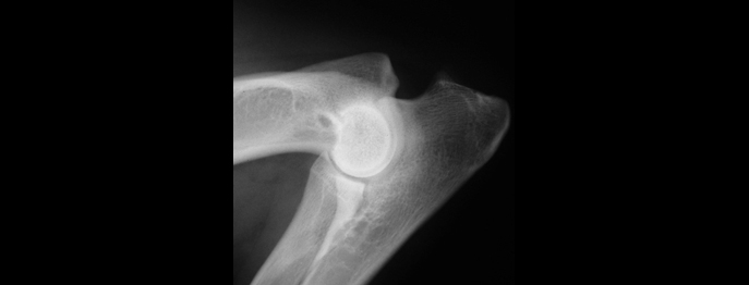 https://www.vetinare.de/media/7e/fd/50/1732900421/W556-Roentgendiagnostik-der-Hueft-und-Ellbogengelenkdysplasie-3.jpg