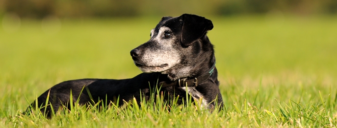 https://www.vetinare.de/media/89/f3/9c/1732900389/W538-Der-alte-Hund-neurologisch-oder-orthopaedisch-1.jpg