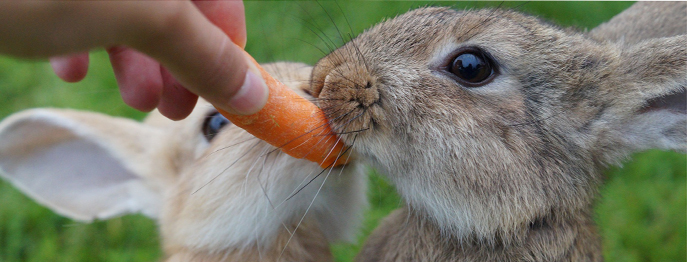 https://www.vetinare.de/media/b7/5c/87/1766136875/Kaninchenfütterung.jpg