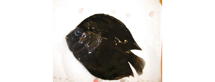 https://www.vetinare.de/media/b9/e6/3e/1757432177/Fischtuberkulose.jpg