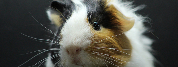 https://www.vetinare.de/media/c9/91/75/1776696509/Meerschwein.jpg