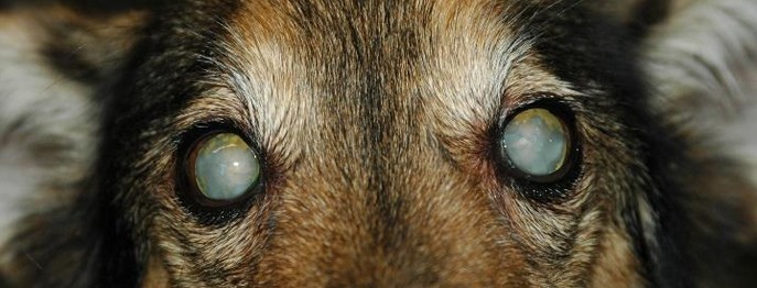 Erkrankungen der Linse bei Hund und Katze