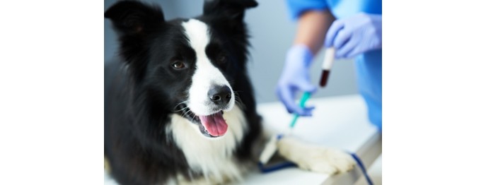 Enzündungsdiagnostik beim Hund