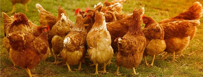 Das Huhn in der Kleintierpraxis