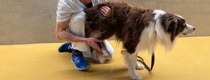 Orthopädische Untersuchung der Hintergliedmaße des Hundes