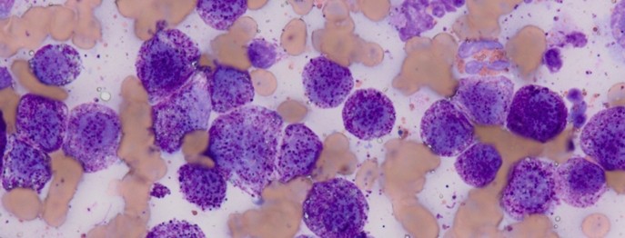 Der Tumorpatient in der Kleintierpraxis 2