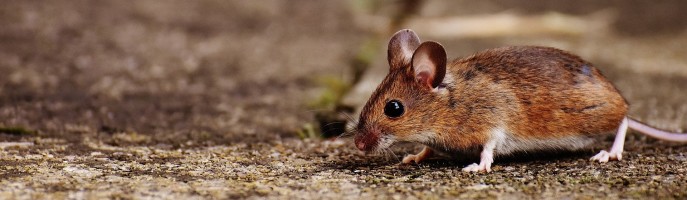 Mäuse und Rennmäuse