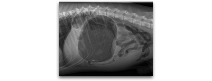 Röntgen des Abdomens beim Kleintier