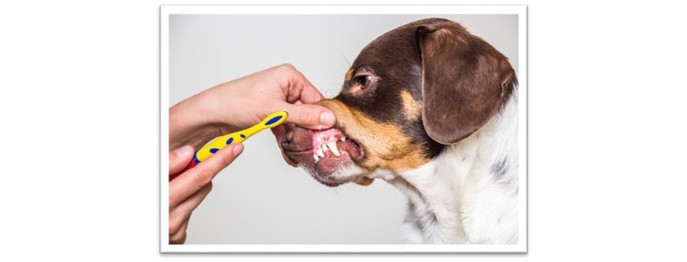Zahngesundheit beim Hund für TFA