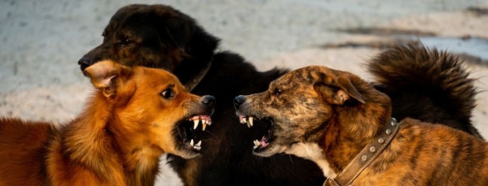 Aggressionsprobleme beim Hund