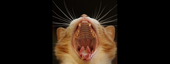 Zahngesundheit bei der Katze für TFA