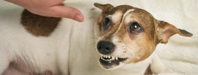 Fortbildung für  Tierärzt:innen  | Aggressives Verhalten von Hunden gegenüber Menschen  Hintergründe und Lösungen