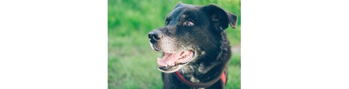 Fortbildung für  Tierärzt:innen und TFA  | Der geriatrische Zahnpatient Hund/Katze
