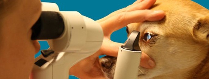 Fortbildung für  Tierärzt:innen  | Ophthalmologische Traumata bei Hund und Katze Mit einem blauen Auge davongekommen?