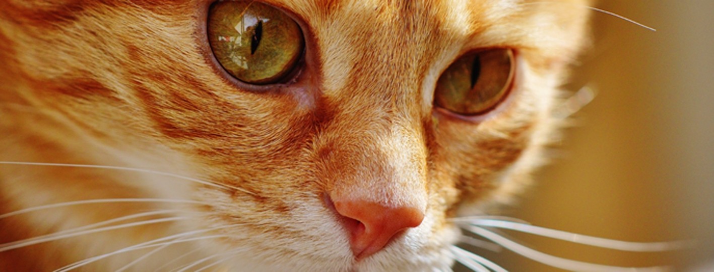 Fortbildung für  Tierärzt:innen  | Endokrinologie Katze 1 Hyperthyreose