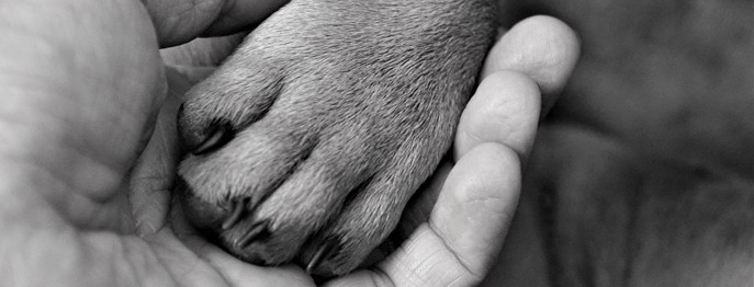 Fortbildung für  Tierärzt:innen  | Euthanasie bei Hund und Katze  Eine herausfordernde Situation optimal meistern