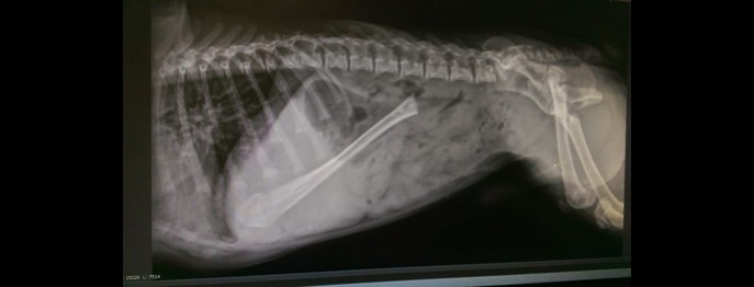 Fortbildung für  Tierärzt:innen  | Intraluminale Fremdkörper im Magen-Darm-Trakt bei Hund und Katze