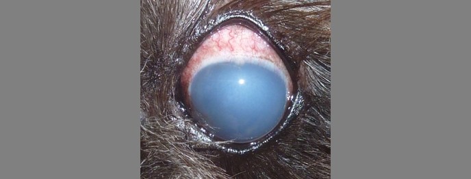 Fortbildung für  Tierärzt:innen  | Das Glaukom bei Hund und Katze Rasche Diagnose und zielgerichtete Therapie