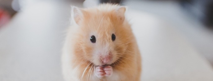 Fortbildung für  Tierärzt:innen  | Häufige Erkrankungen bei Hamstern Diagnostik, Therapie und Prophylaxe
