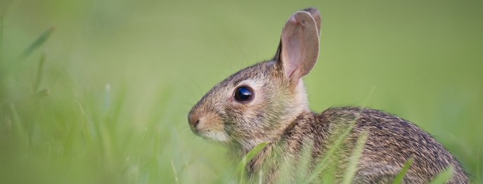 Fortbildung für  Tierärzt:innen  | Anästhesie beim Kaninchen Was gilt es zu beachten?