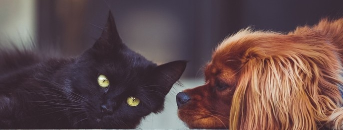 Fortbildung für  Tierärzt:innen  | Autoimmune Hauterkrankungen bei Hund und Katze