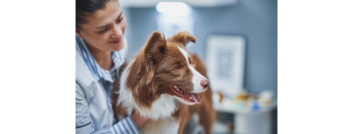 Fortbildung für  Tierärzt:innen  | Die hundefreundliche Praxis  Stressreduktion bei schwierigen Patienten