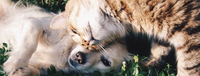 Fortbildung für  Tierärzt:innen  | Gynäkologie beim Kleintier 5 Konservative Therapien gynäkologischer Erkrankungen bei Hund und Katze