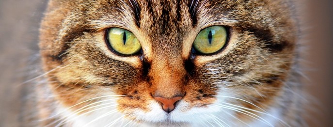 Fortbildung für  Tierärzt:innen  | Endokrinologie Katze 2 Diabetes mellitus