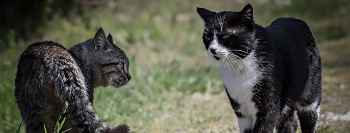 Fortbildung für  Tierärzt:innen  | Vergesellschaftung von Katzen  Was tun, wenn es plötzlich kriselt?
