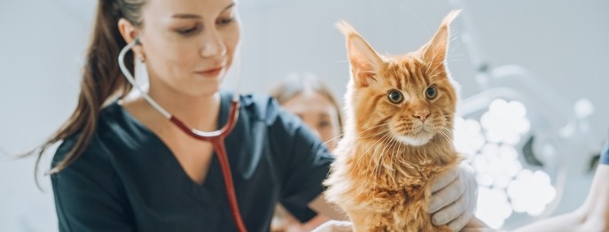 Fortbildung für  TFA  | Katzenfreundliche Praxis für TFA So lernen Katzen die Tierarztpraxis lieben