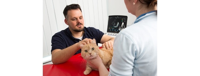 Fortbildung für  Tierärzt:innen  | Der feline Herzpatient Update zur Diagnostik und Therapie