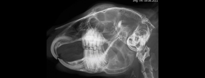 Fortbildung für  Tierärzt:innen  | Therapie von Zahnerkrankungen bei Kaninchen und Nagern
