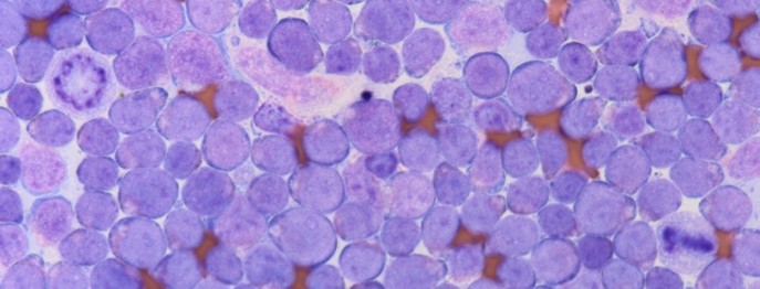 Fortbildung für  TFA  | Onkologie für TFA Der Tumorpatient in der Kleintierpraxis