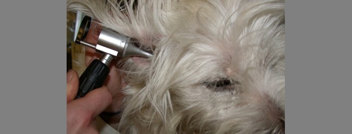 Fortbildung für  Tierärzt:innen  | Otitis beim Hund Diagnostik und Therapie