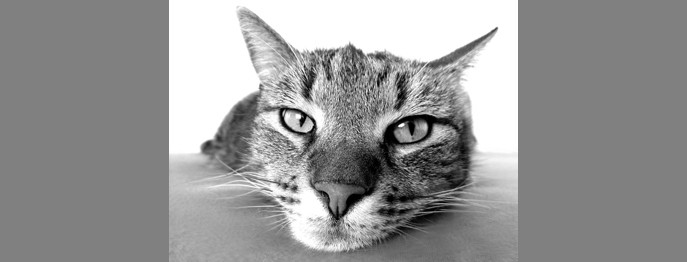 Fortbildung für  TFA  | Parasitologie für TFA Parasitenprophylaxe bei Katzen