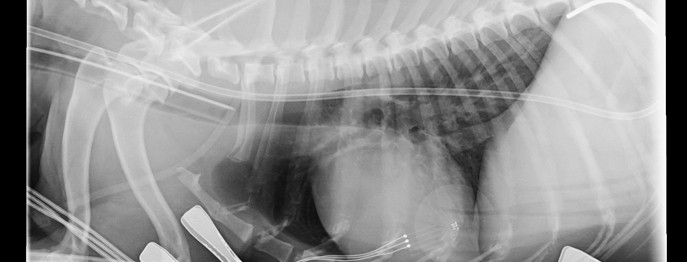 Fortbildung für  Tierärzt:innen  | Thoraxröntgen (NUR LIVE!) gemeinsame Auswertung von Röntgenaufnahmen des Brustkorbes