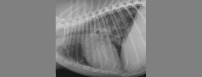 Fortbildung für  Tierärzt:innen  | Pulmonale Hypertension beim Hund