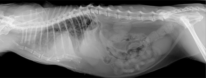 Fortbildung für  Tierärzt:innen und TFA  | Bildgebung für TFA Von der Röntgenlagerung zum qualitätsvollen Röntgenbild