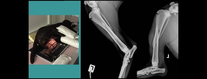 Fortbildung für  TFA  | OP-Assistenz für TFA 7 Röntgenlagerung von orthopädischen Patienten
