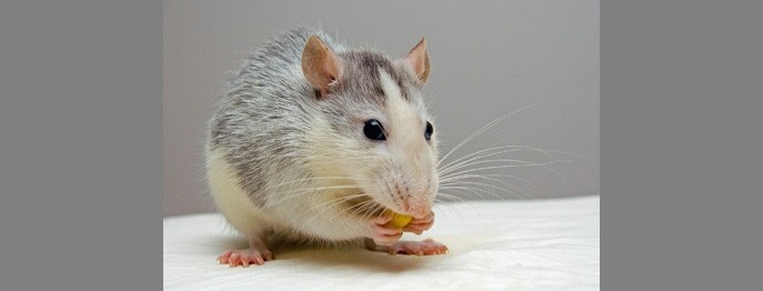 Fortbildung für  Tierärzt:innen  | Häufige Erkrankungen der Ratte Diagnostik und Therapie