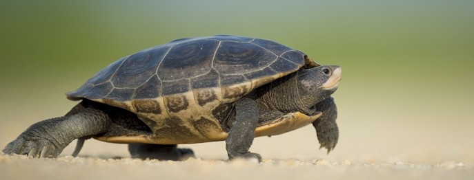 Fortbildung für  Tierärzt:innen  | Schildkröten als Patienten Haltung, Diagnostik und Therapie