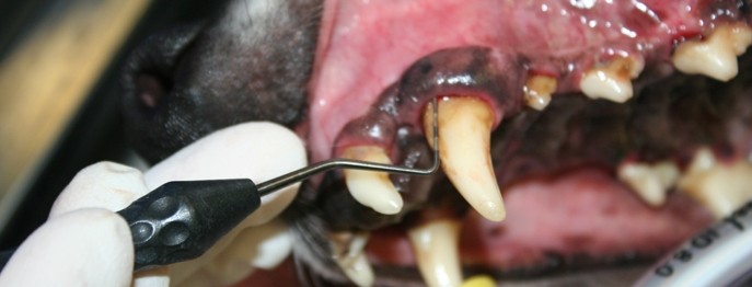 Fortbildung für  Tierärzt:innen  | Parodontalerkrankungen bei Hund und Katze  Pathogenese, Diagnostik und Prophylaxe