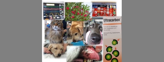 Fortbildung für  Tierärzt:innen  | Intoxikationen bei Hund und Katze Diagnostik und Therapie