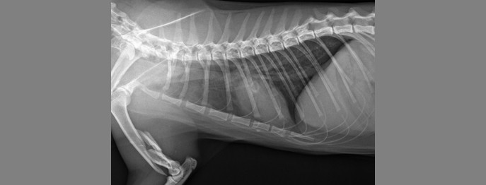 Fortbildung für  Tierärzt:innen  | Traum(a)haft- Bildgebende Verfahren bei Notfällen Röntgen und Ultraschall