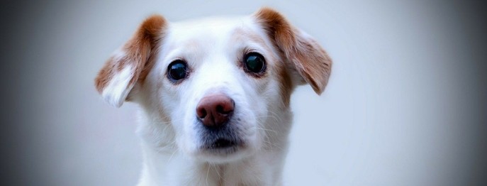 Fortbildung für  Tierärzt:innen  | Verhaltenstherapie Kleintier 3 Trennungsangst beim Hund