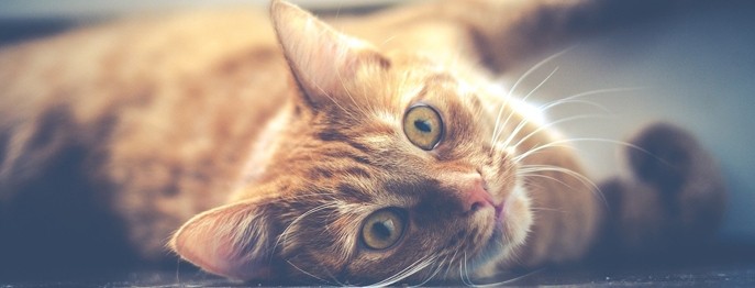 Fortbildung für  Tierärzt:innen  | Verhaltenstherapie Kleintier 4 Unsauberkeit bei der Katze