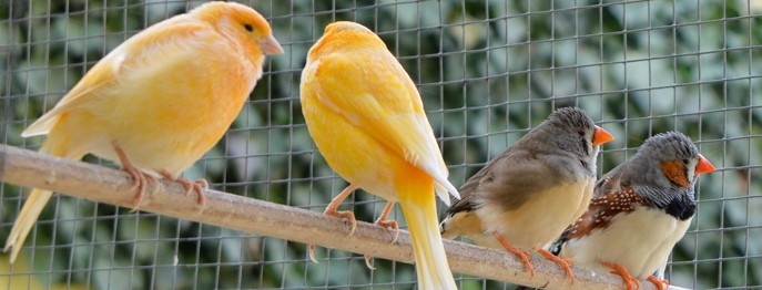 Fortbildung für  Tierärzt:innen  | Befiederungsstörungen und Rupfen beim Vogel Diagnostik und Therapie