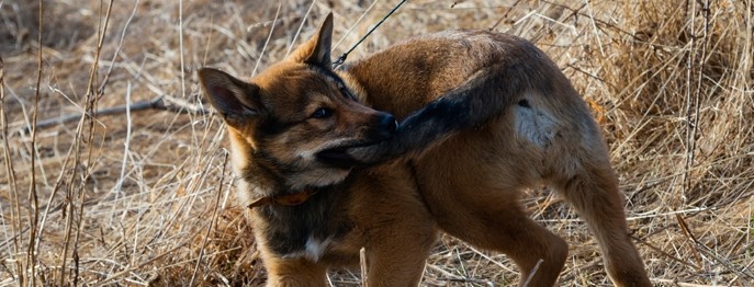 Fortbildung für  Tierärzt:innen und TFA  | Verhaltenstherapie Kleintier 1 Verhaltensauffälligkeiten beim Hund – wann ist die Euthanasie gerechtfertigt?